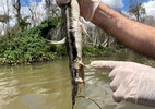 Morte de peixes gera disputa entre hidrelétrica de Sinop e órgão ambiental de MT - Juliana Carvalho/Sema-MT