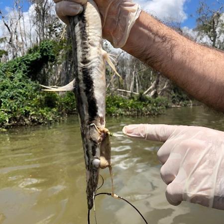 18.mar.2020 - Secretaria de Meio Ambiente do Mato Grosso suspendeu a licença de operação da Usina Hidrelétrica de Sinop devido à morte de peixes no rio Teles Pires - Juliana Carvalho/Sema-MT
