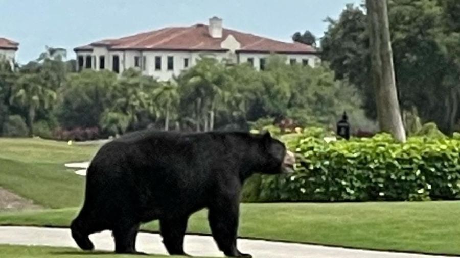 Urso negro visita clube em Naples, na Flórida (EUA) - Reprodução/Instagram