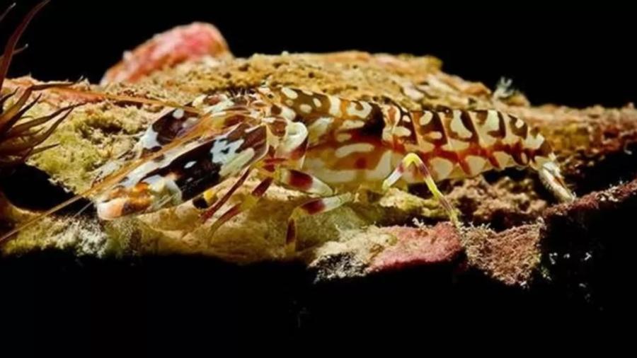 Quando camarão-pistola estala suas garras, pode criar o som mais alto produzido por qualquer criatura da Terra - Getty Images
