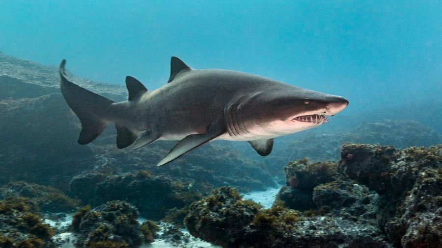Ataque de tubarão ocorreu durante mergulho de turista em ilha das Bahamas - Getty Images