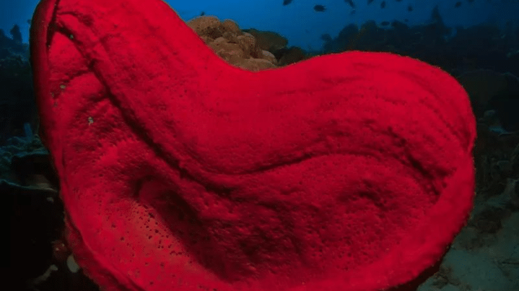 petrosia sponge - GETTY IMAGES - GETTY IMAGES