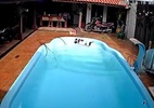 Pitbull salva chihuahua que caiu em piscina: 