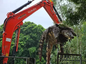 Tailandês mata 125 crocodilos de fazenda para evitar fuga em enchentes