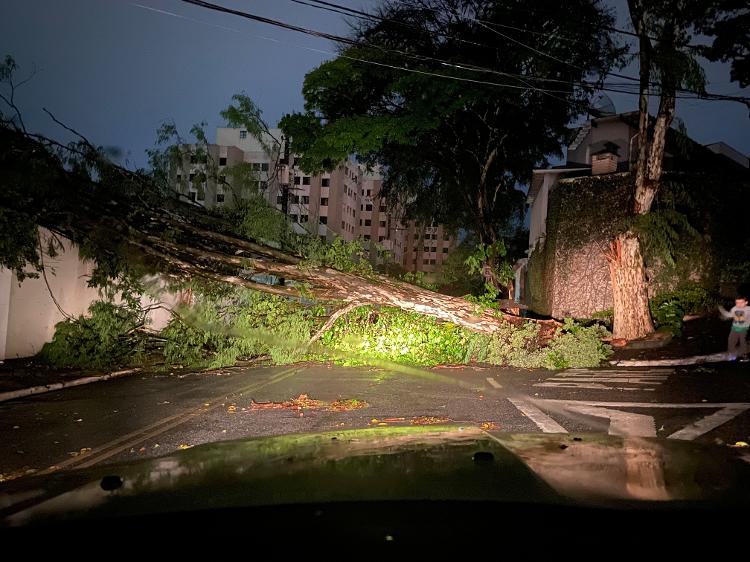 Chuva provocou queda de árvore em Santo Amaro, na zona sul de São Paulo