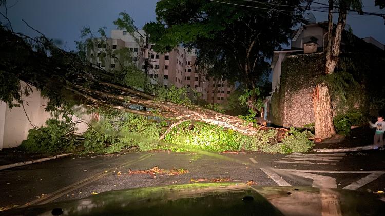 11.out.24 - Chuva provocou queda de árvore em Santo Amaro, na zona sul de São Paulo