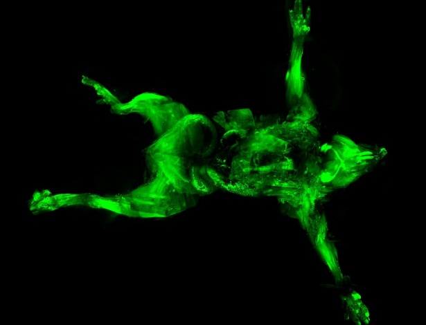 Os camundongos foram marcados com proteína especial fluorescente para fazer brilhar determinadas partes de sua anatomia - Ali Erturk/NYT