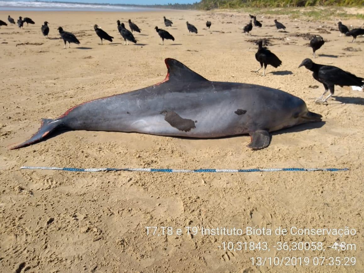 Golfinho é 1º mamífero atingido por óleo a surgir morto em praia ...