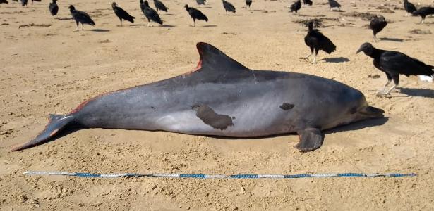 Golfinho é 1º mamífero atingido por óleo a surgir morto em praia de Alagoas