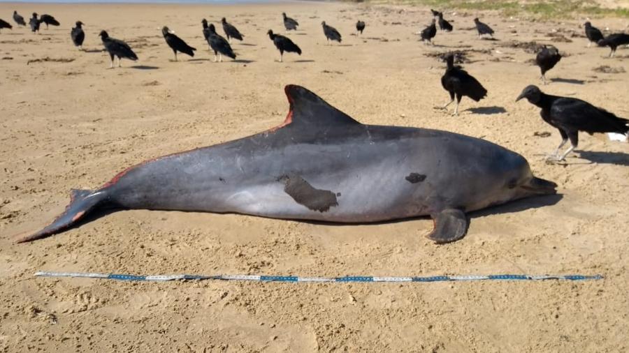 13.out.2019 - Golfinho é encontrado morto em praia no município de Feliz Deserto, no litoral sul de Alagoas  - Instituto Biota
