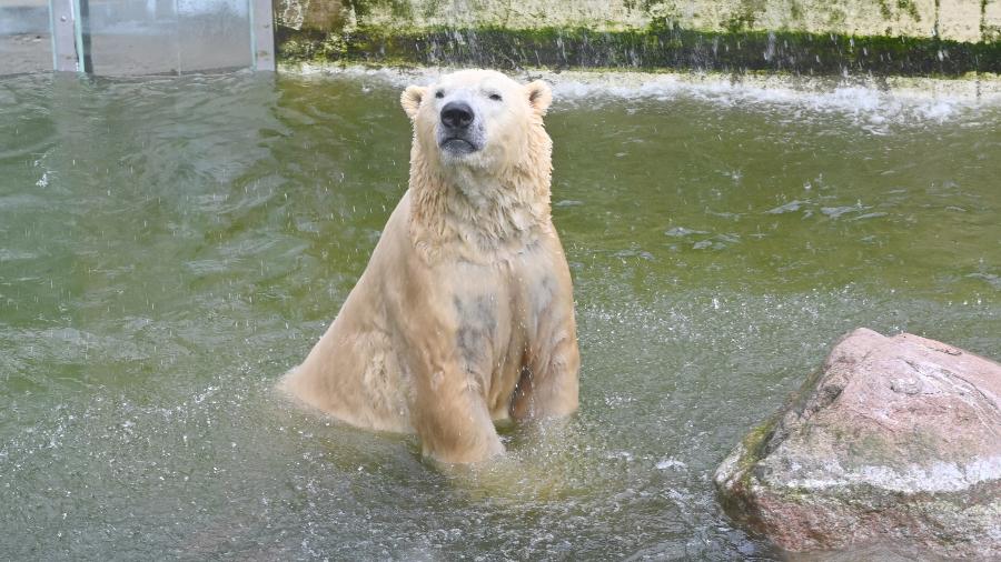 Urso em zoológico de Neumünster, na Alemanha, fechado pela pandemia do novo coronavírus - Carsten Rehder/picture alliance via Getty Images