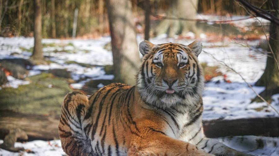 Jardim Zoológico inglês alvo de críticas por cobrar jogo da corda com leões  e tigres – Observador