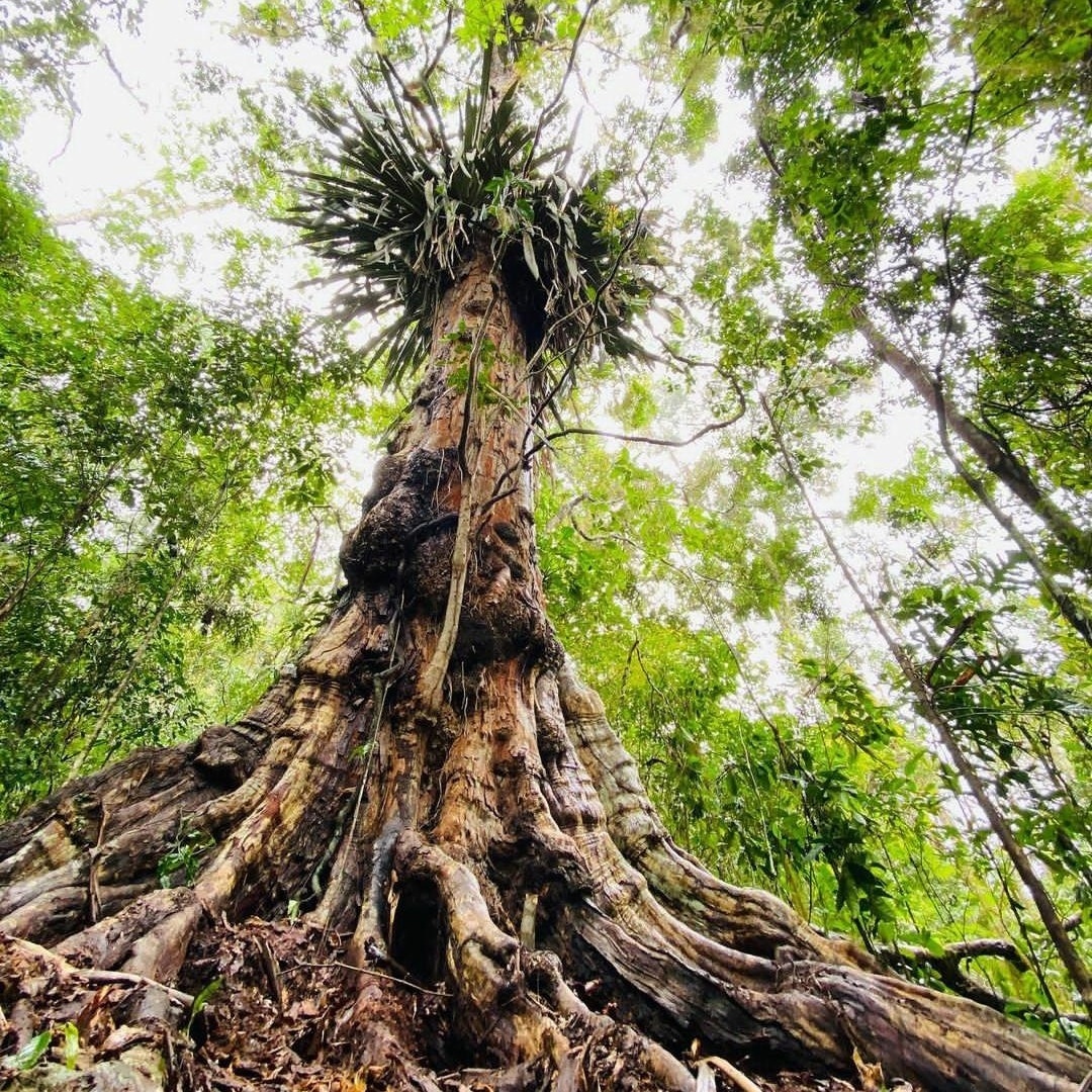 Pau-Brasil: árvore de 500 anos é encontrada na Bahia