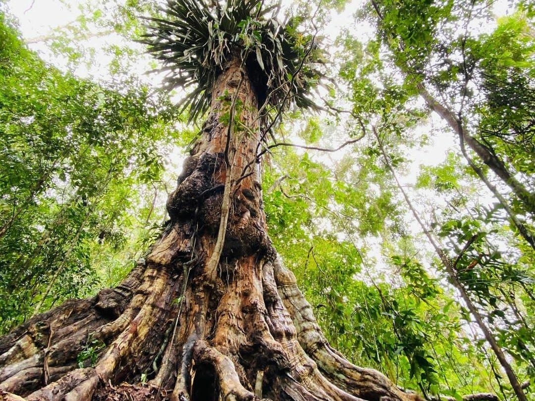 Dia do Pau-Brasil: recordista do país tem 500 anos e é achado recente