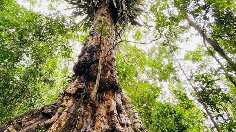 Árvore possui 7,13 m de circunferência, superando em 2,83 m a que antes era considerada a maior - Reprodução/Instagram