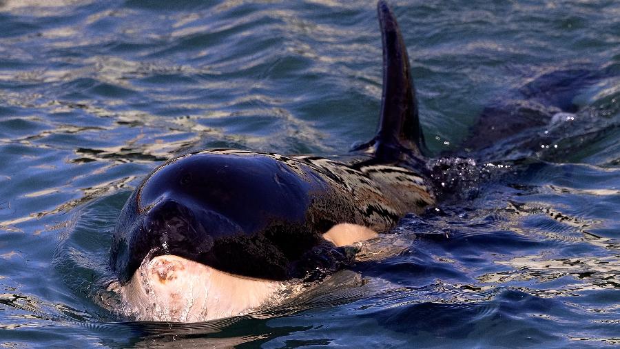 O bebê orca chamado Toa era cuidado pelos funcionários do Departamento de Conservação - Marty Melville/AFP