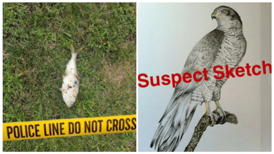 A polícia fez um post em tom de brincadeira mostrando o peixe como "vítima" e um "retrato falado" do suspeito: uma ave de rapina