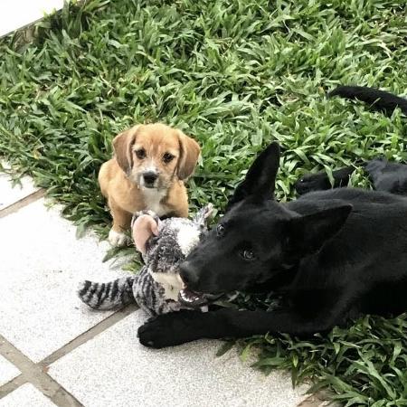 Cadela Agatha chegou à família da estudante Ana Julia em dezembro de 2019 Cadela Agatha chegou à família da estudante Ana Julia em dezembro de 2019