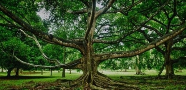 A imponente Ficus religiosa - ALAMY