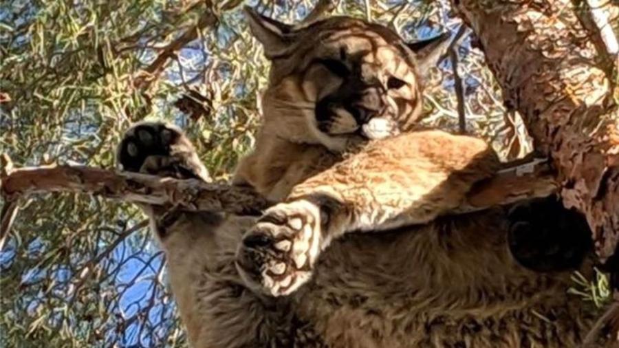 Um morador da Califórnia avistou um gato gigante no topo de uma árvore do seu jardim. Quando os bombeiros chegaram, viram que se tratava de um puma - Departamento de Peixes e Animais Selvagens da Califórnia/BBC