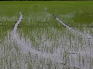 Produção de arroz: especialistas dizem que proposta de Haddad é 'inviável'