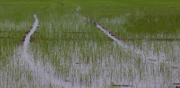 Arroz: Conab realiza leilões para compra de sementes para produtores no RS