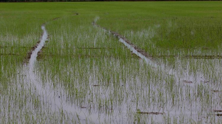 Vista de plantação de arroz Vista de plantação de arroz