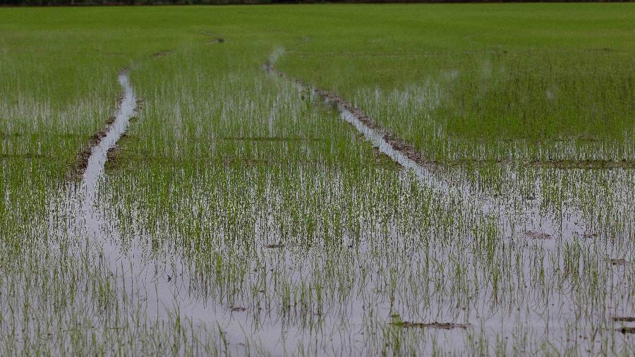 Arroz está entre as culturas mais ameaçadas pela votalidade do clima e das guerras Arroz está entre as culturas mais ameaçadas pela votalidade do clima e das guerras
