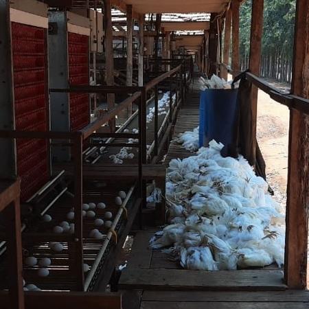 Forte calor mata galinhas em Bastos (SP) - Arquivo pessoal/Sérgio Kakimoto