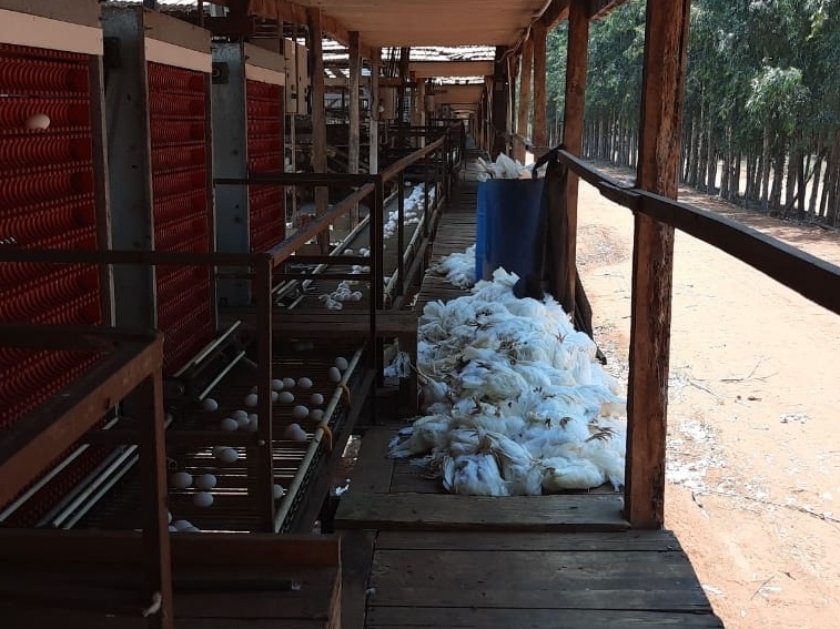 Forte calor mata galinhas, e preço dos ovos sobe 10% em granjas de SP