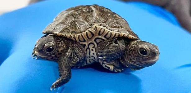 La tortuga de dos cabezas y seis patas lleva el nombre de los gemelos Olsen.