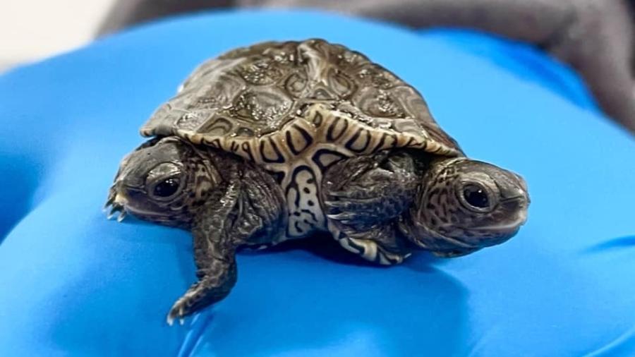 Tartaruga de duas cabeças e seis pernas é achada nos EUA - Reprodução Facebook
