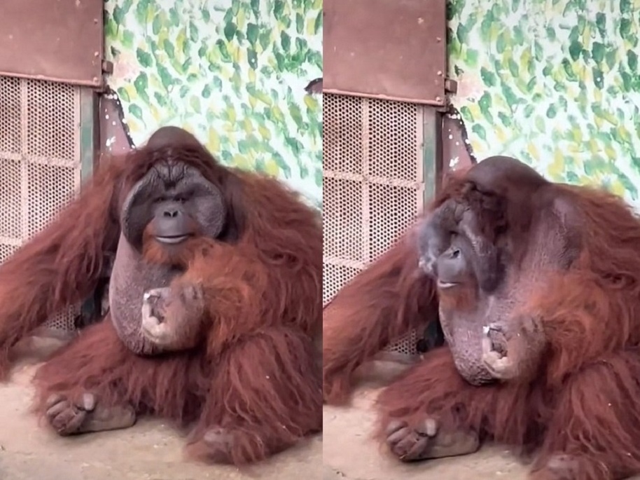 Orangotango ameaçado de extinção é visto fumando em zoológico no