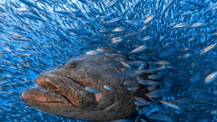 male black single - ?TOM SHLESINGER / WORLD NATURE PHOTOGRAPHY AWARDS - ?TOM SHLESINGER / WORLD NATURE PHOTOGRAPHY AWARDS