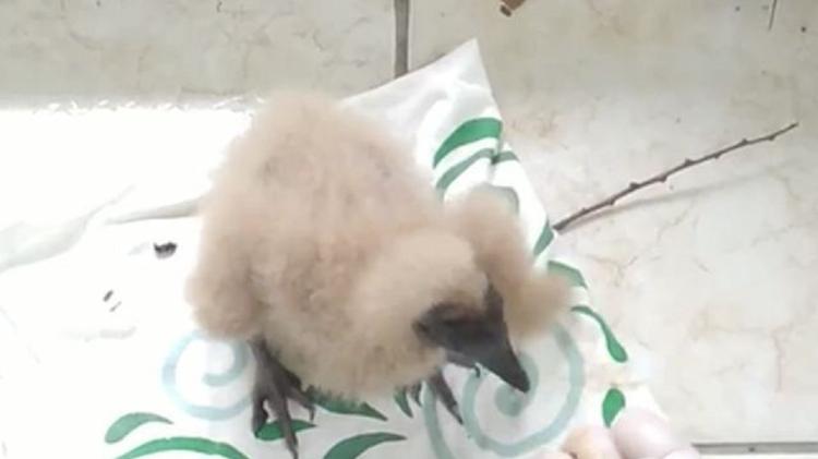 Urú was only six days old when found in a dumpster - PERSONAL ARCHIVE/ISRAEL MENDES - PERSONAL ARCHIVE/ISRAEL MENDES