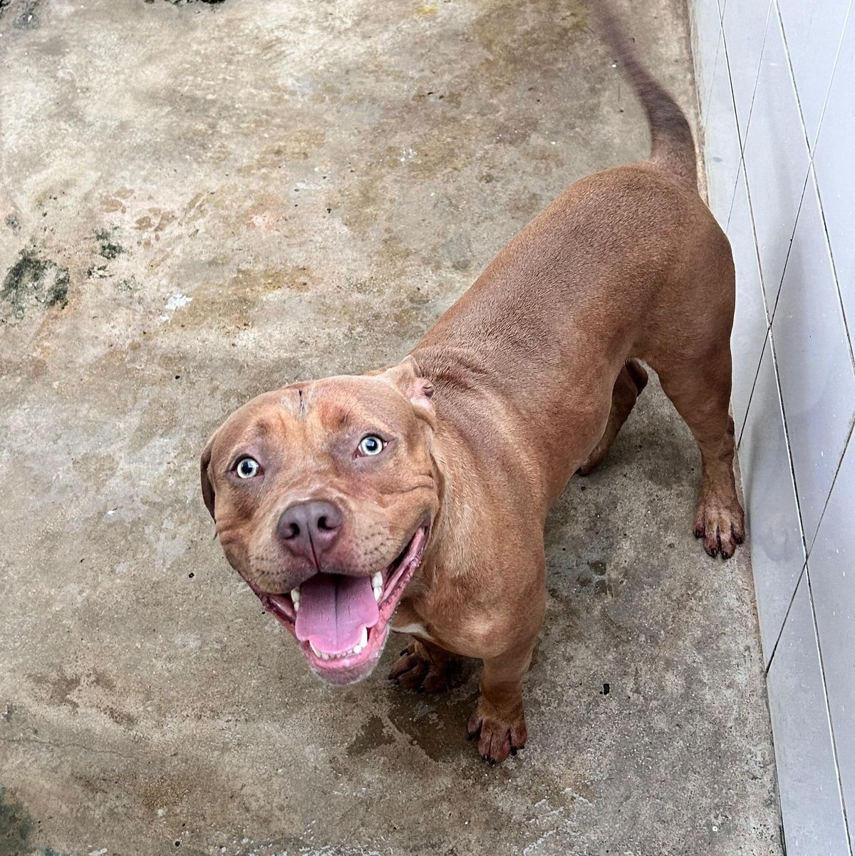 Ataque de pitbull mata menino de cinco anos no Rio