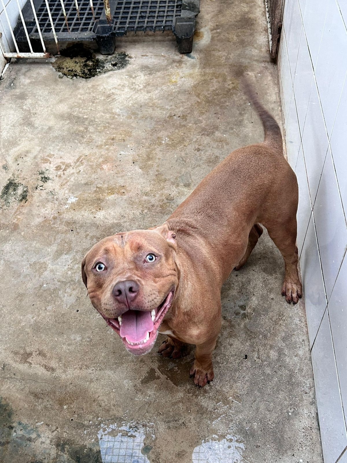 Criança morre em ataque de pitbull no RJ: tutor pode ser