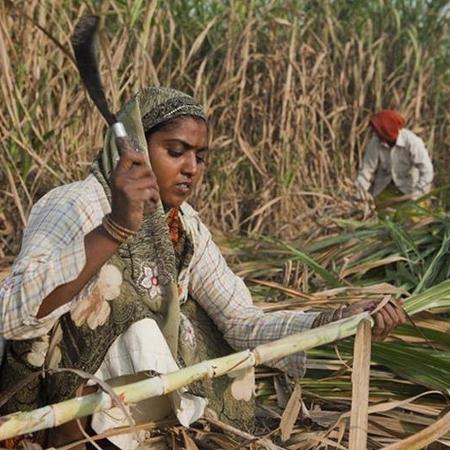 Mulher trabalha em plantão de cana-de-açúcar na Índia - Reprodução/Internet