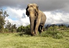 Como transportar um elefante de avião? A viagem de Ramba ao Brasil, após décadas de maus-tratos - DIVULGAÇÃO/SEB