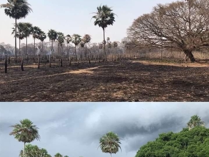 Verde vai ressurgindo no Pantanal, mas fuga de animais preocupa