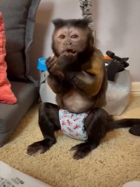 O macaco Georgie em um de seus vídeos  - Reprodução/TikTok/heresyourmonkeycontent