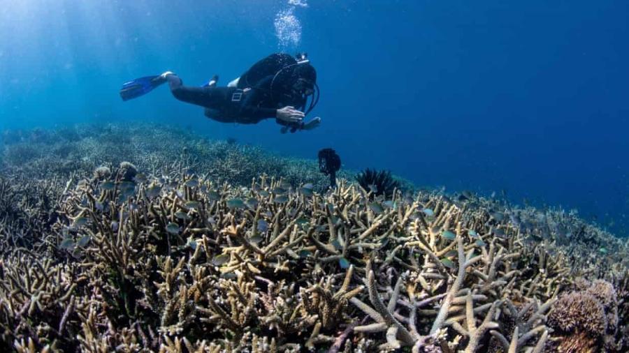 Pesquisadores conseguiram captar sons emitidos por peixes em recife de coral. - Tim Lamont/Universidade de Exeter