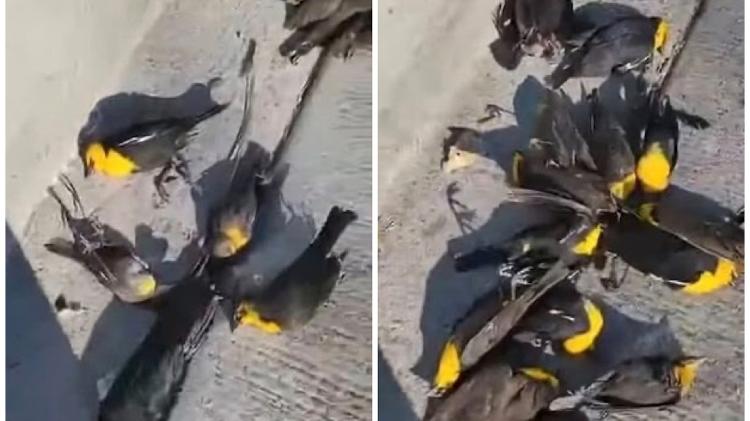 Al salir de las casas y ver las aves muertas en la calle, los vecinos llamaron a la policía - Reproducción/Redes Sociales - Reproducción/Redes Sociales