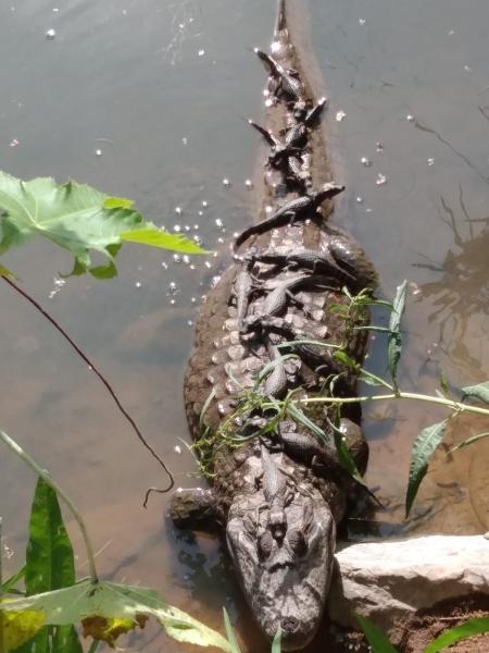 Jacaré foi flagrado com cerca de dez filhotes na Lagoa da Pampulha - Antônio Rodrigues/Prefeitura de Belo Horizonte