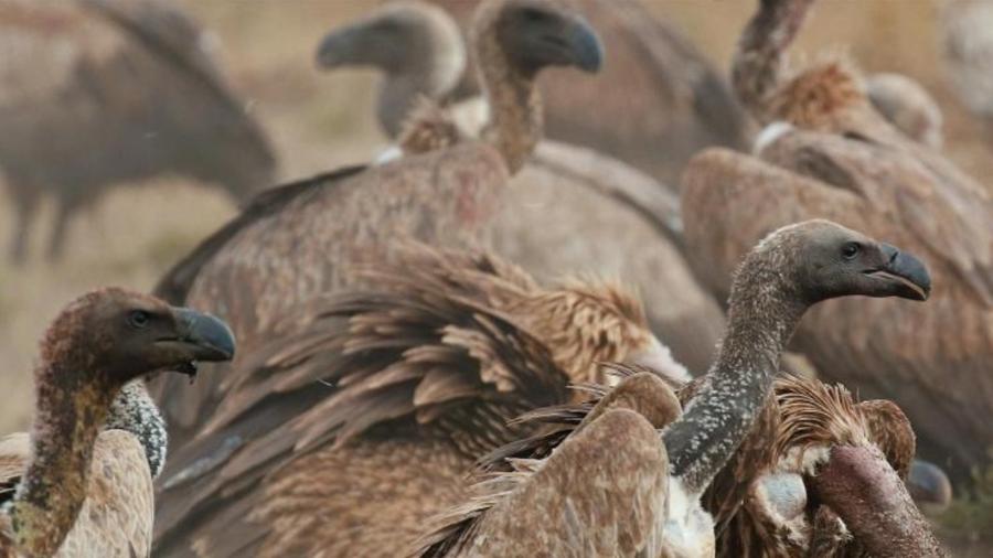 Abutres africanos durante alimentação em savana; aves são essenciais para conter doenças e manter o equilíbrio ecológico Abutres africanos durante alimentação em savana; aves são essenciais para conter doenças e manter o equilíbrio ecológico