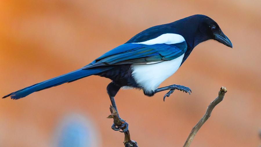 A pega-rabuda ou pega-rabilonga (Pica pica) desconfia de novidades e objetos desconhecidos A pega-rabuda ou pega-rabilonga (Pica pica) desconfia de novidades e objetos desconhecidos