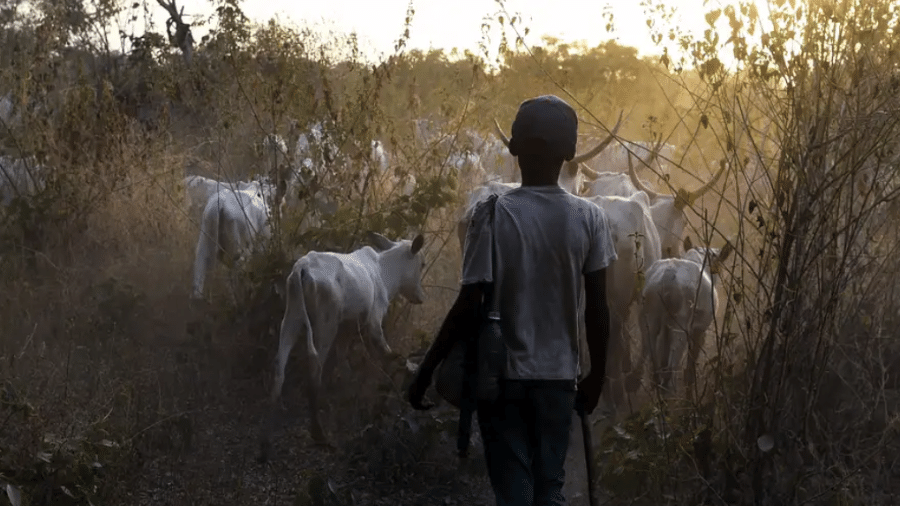 Principais fontes de renda no cinturão médio nigeriano são a agricultura e o pastoreio Principais fontes de renda no cinturão médio nigeriano são a agricultura e o pastoreio