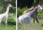 Girafa branca chama atenção de pesquisadores na Tanzânia - Reprodução/Wildnatureinstitute.org