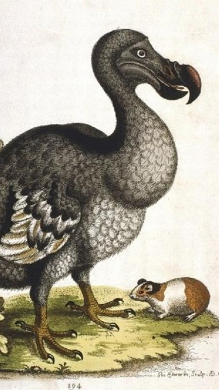 O dodô se tornou um símbolo da extinção decorrente da ação humana - Getty Images - Getty Images