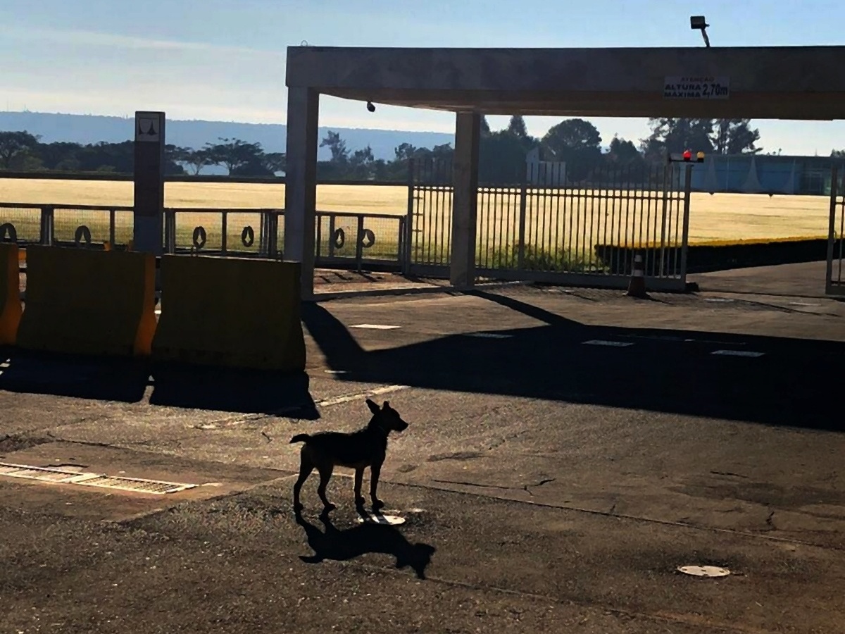 Se Michelle quiser adotar outro cão, um vira-lata ronda a porta do Alvorada